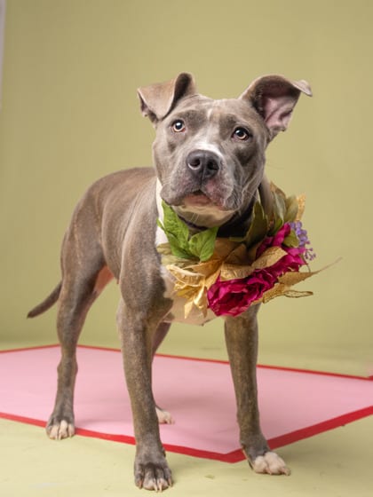 Photo of September, adoptable dog in Atlanta, Georgia