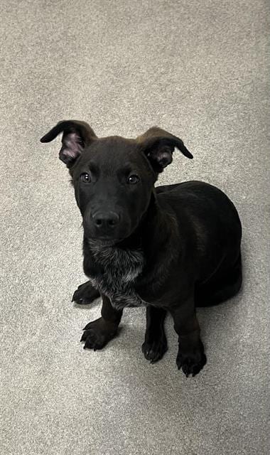 Photo of Carlo, adoptable Labrador Retriever in HESPERIA, California