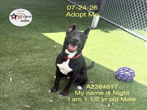 Photo of Night, adoptable Pit Bull Terrier in Los Angeles, California