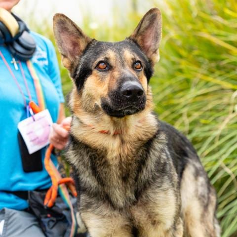 Photo of Rex, adoptable German Shepherd Dog in Camarillo, California