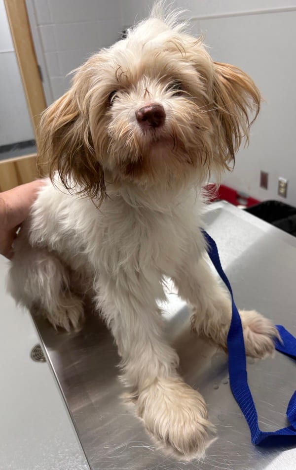 Photo of Caramel, adoptable Lhasa Apso cross in Lawrenceville, Georgia