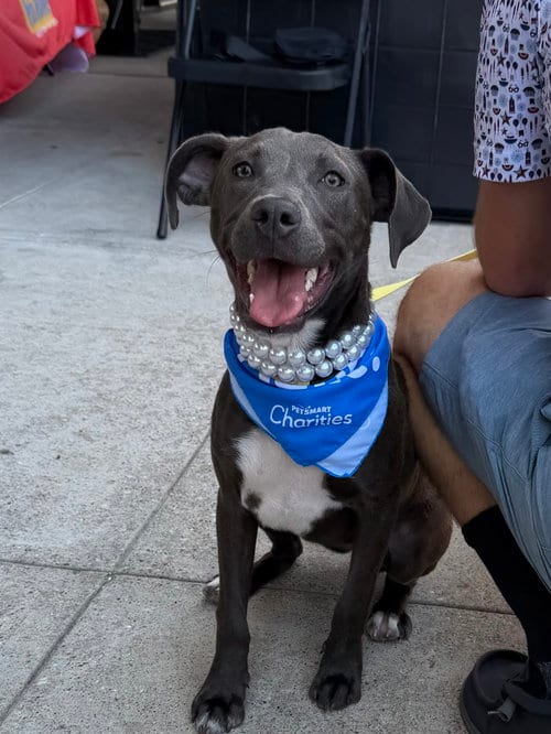 Photo of Coco, adoptable Pit Bull Terrier in The Woodlands, Texas