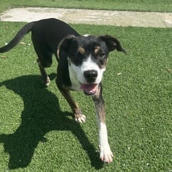 Photo of Maggie 7641, adoptable Mixed Breed (Medium) in Loxahatchee, Florida
