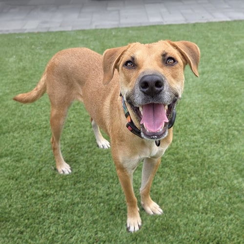 Photo of Lanna, adoptable Chihuahua in San Diego, California