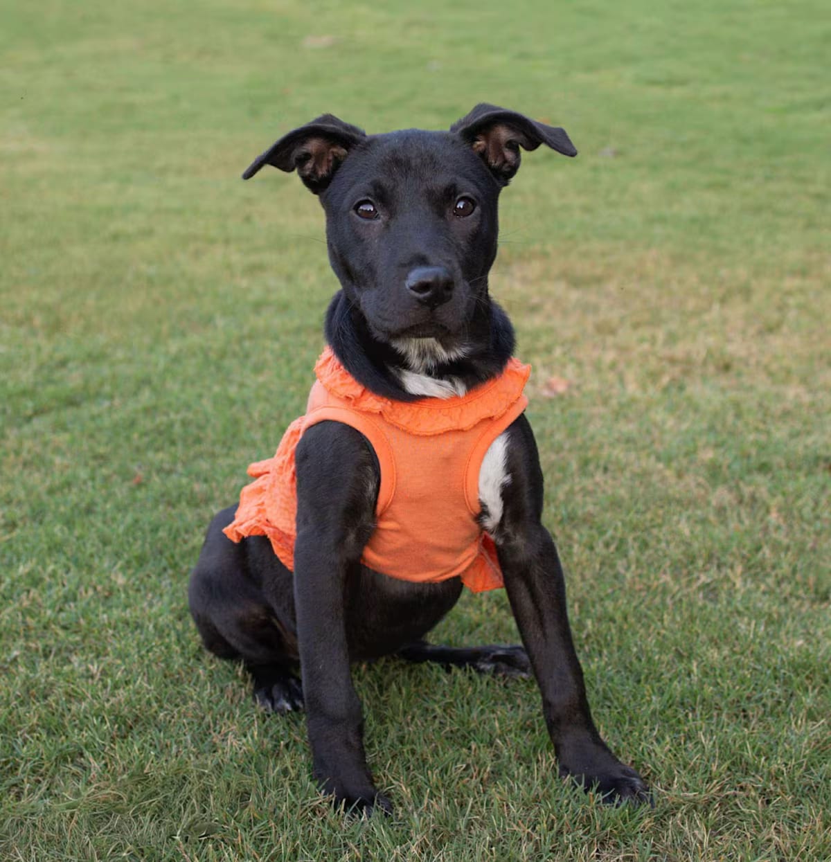 Photo of Bella, adoptable Australian Kelpie/Terrier (Unknown Type, Medium) in Johnston, Rhode Island