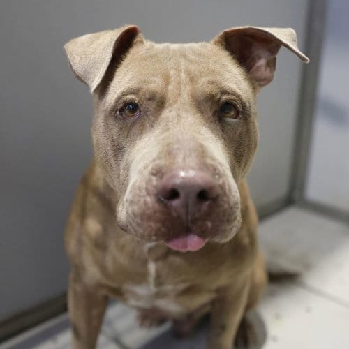 Photo of Foster, adoptable American Staffordshire Terrier in San Antonio, Texas