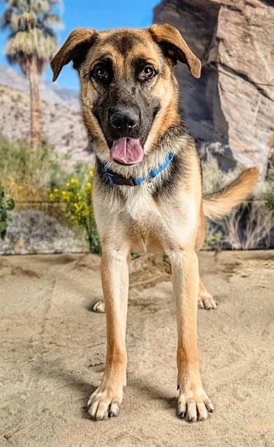 Photo of Zeke, adoptable German Shepherd Dog in Thousand Palms, California