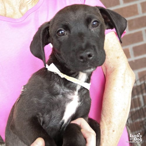 Photo of Ernestine, adoptable Dachshund in Washington, District of Columbia