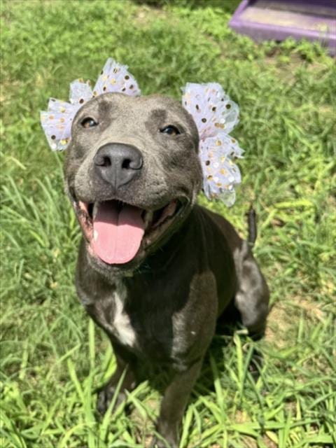 Photo of Katarina, adoptable Staffordshire Bull Terrier in Houston, Texas