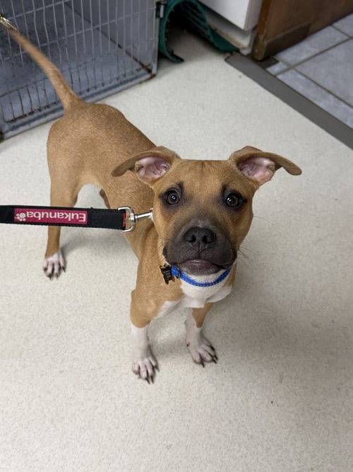Photo of Dobby, adoptable Pit Bull Terrier in Cedar Rapids, Iowa