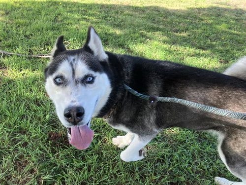 Photo of Fox Mccloud, adoptable Siberian Husky in Albuquerque, New Mexico