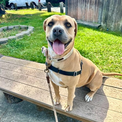 Photo of Penny, adoptable Mastiff in Alameda, California