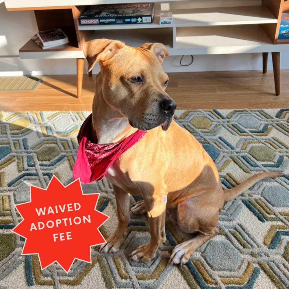 Photo of Jessa, adoptable Terrier (Unknown Type, Medium) in Brooklyn, New York