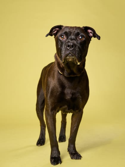Photo of Papa Bear, adoptable dog in Atlanta, Georgia