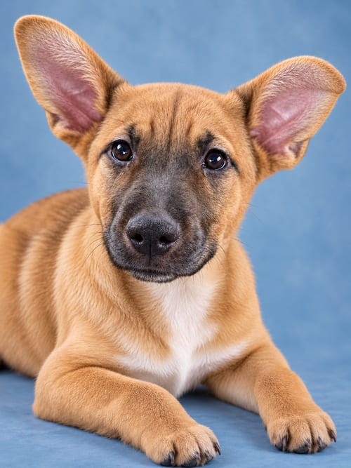 Photo of Melody, adoptable Shepherd in Sanford, Florida