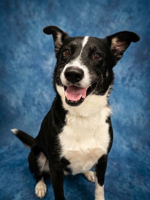 Photo of Piccalilli, adoptable Australian Shepherd in Peoria, Illinois