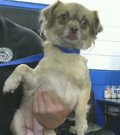 Photo of Madame, adoptable Chihuahua in Albuquerque, New Mexico