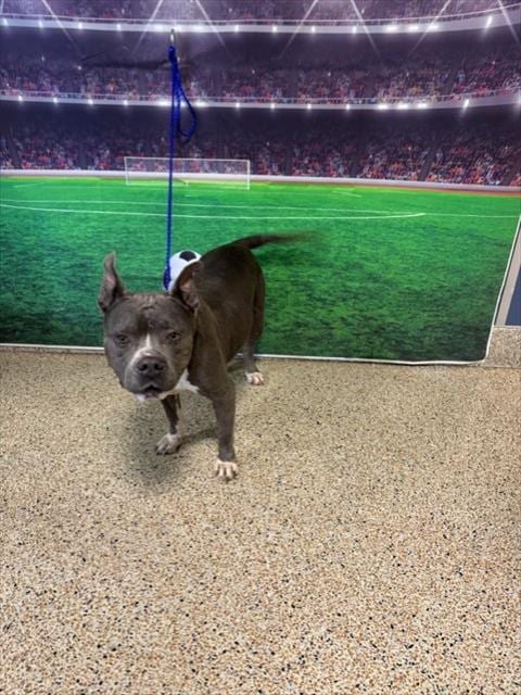 Photo of Luna, adoptable American Bulldog in Miami, Florida