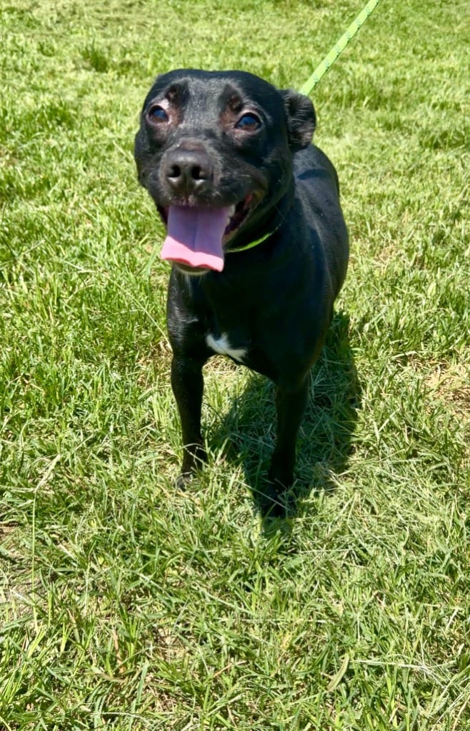 Photo of Lilo, adoptable Mixed Breed in Chickamauga, Georgia