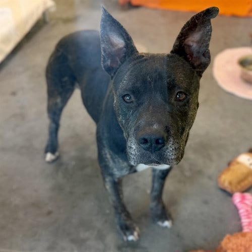Photo of Quill, adoptable Plott Hound in Tavares, Florida