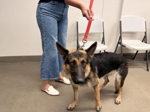 Photo of Zana, adoptable German Shepherd Dog in HESPERIA, California