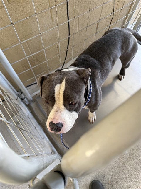 Photo of Louie, adoptable Pit Bull Terrier in Bakersfield, California