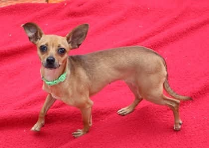 Photo of Buttons Athens, adoptable Chihuahua in Rockaway, New Jersey