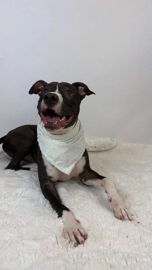 Photo of Stoick, adoptable American Staffordshire Terrier in Phoenix, Arizona