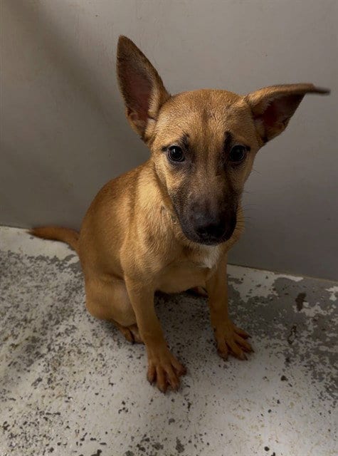 Photo of Jiggle, adoptable Belgian Shepherd Malinois in Conroe, Texas