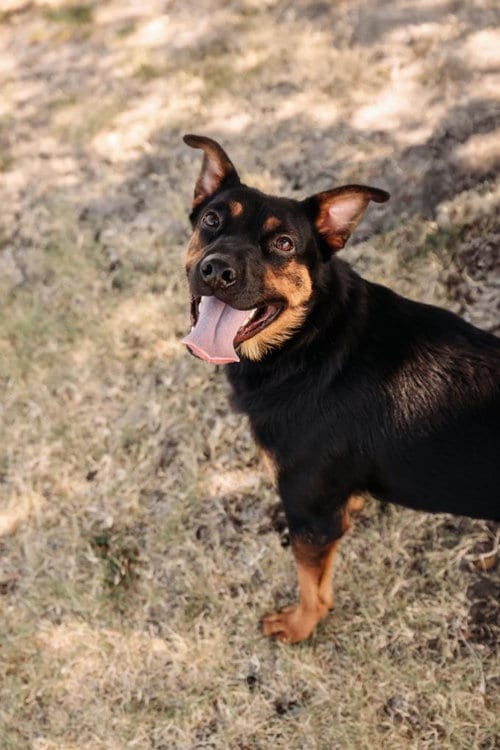 Photo of Sugar, adoptable Australian Kelpie in Rockwall, Texas