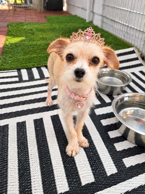 Photo of Katara Leche, adoptable Terrier in Sandy, Utah
