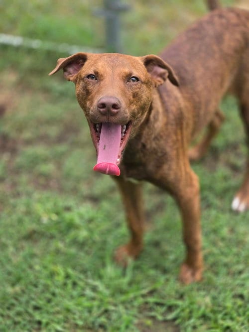Photo of Buzz, adoptable Unknown breed (short coat) in Crandall, Georgia