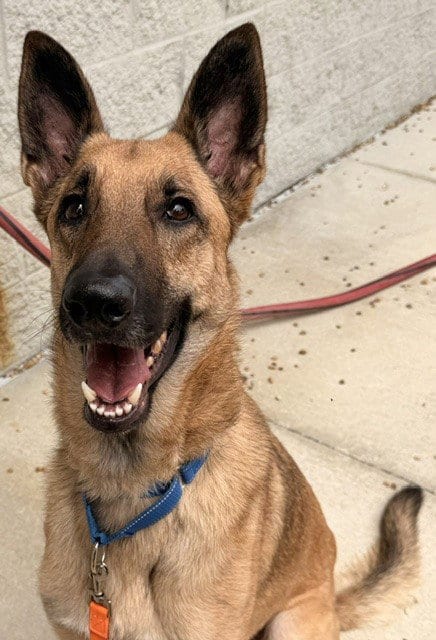 Photo of Bruce, adoptable German Shepherd Dog in Jacksonville, Florida