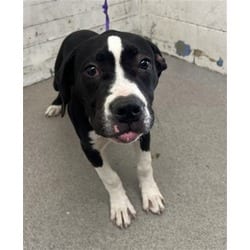 Photo of Boo Berry, adoptable American Pit Bull Terrier in San Bernardino, California
