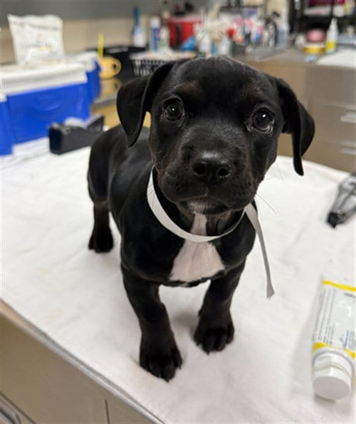 Photo of Robin, adoptable Chihuahua in Riverside, California
