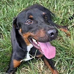 Photo of Ace, adoptable Black and Tan Coonhound in Anniston, Alabama