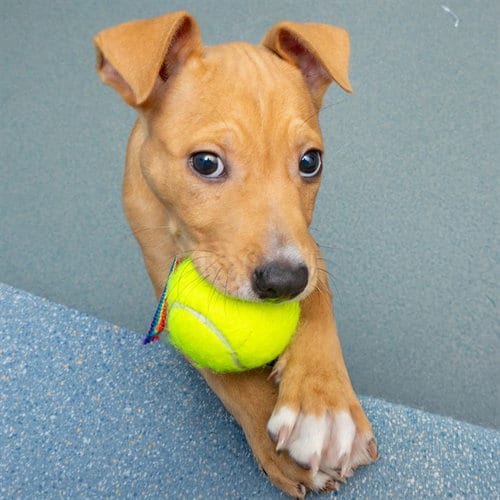 Photo of Buckeye, adoptable Pit Bull Terrier in Maryland, Missouri