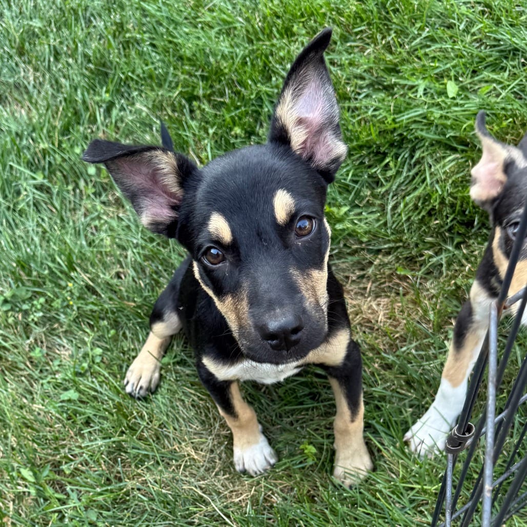 Photo of Ivy, adoptable Shepherd / Rottweiler in Normal, Illinois