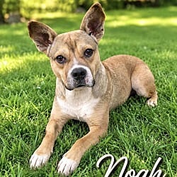 Photo of Noah, adoptable Feist in East Hartford, Connecticut