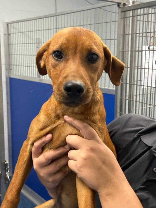 Photo of Hilly, adoptable Hound in Tarboro, North Carolina