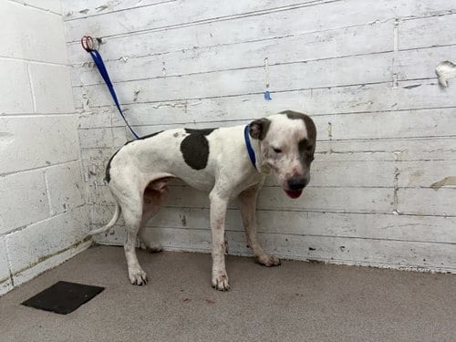 Photo of Henry, adoptable Pit Bull Terrier in San Bernardino, California