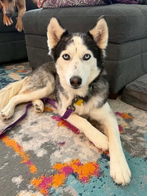 Photo of Dolly Parton, adoptable Husky in Sandy, Utah