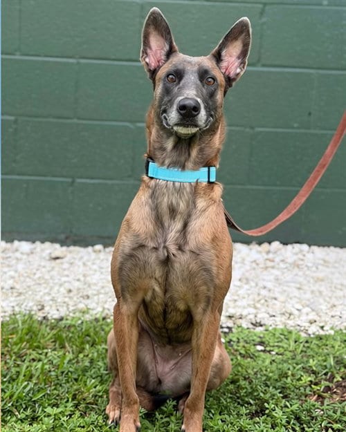 Photo of Bindi, adoptable Belgian Shepherd Malinois in Naples, Florida