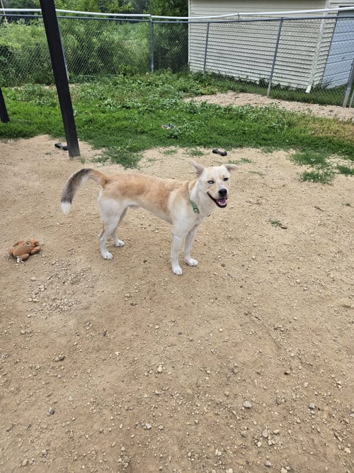 Photo of Marty, adoptable Husky in Maquoketa, Iowa