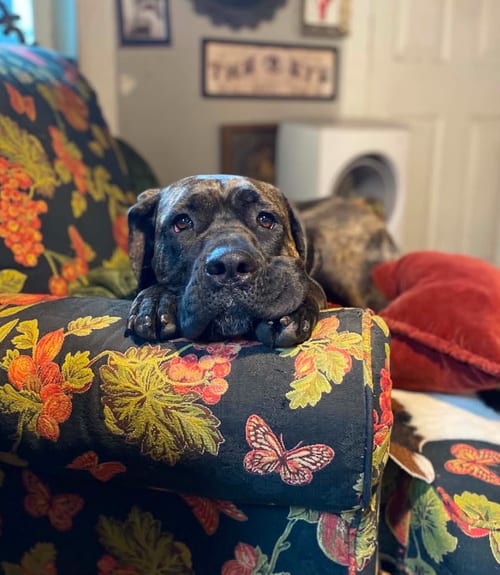 Photo of Freya Njördsdottir, adoptable Mastiff in Sandy, Utah