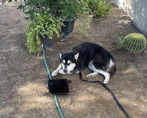 Photo of Dionte, adoptable dog