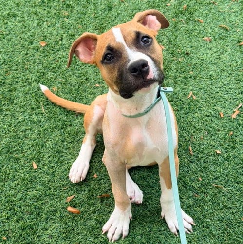 Photo of Dilly, adoptable Boxer in Newfield, New Jersey