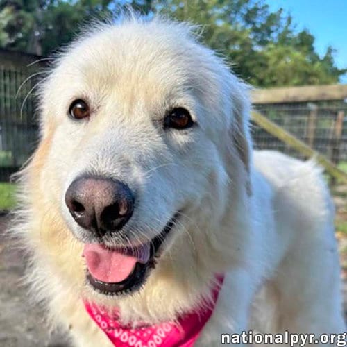 Photo of Bianca in GA - Sweet, Happy & Eager-to-please, adoptable Great Pyrenees in Beacon, New York