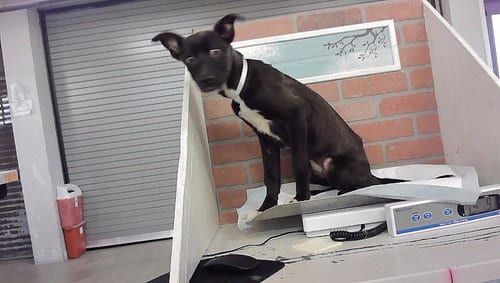 Photo of Miki, adoptable Staffordshire Bull Terrier in Houston, Texas