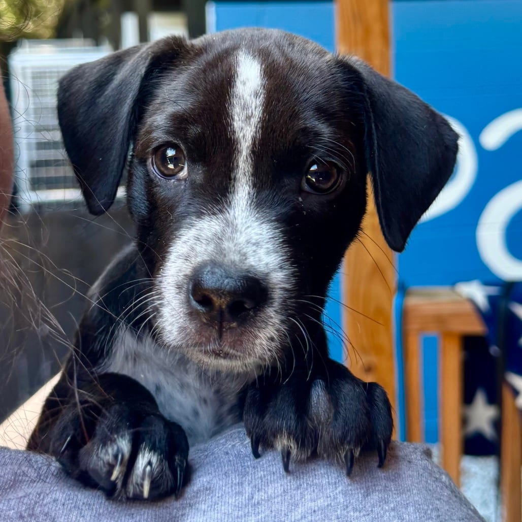Photo of Tenzin, adoptable Mixed Breed (Medium) in Decatur, Georgia